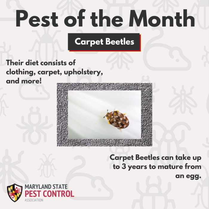 MSPCA Pest of the Month July Carpet Beetles