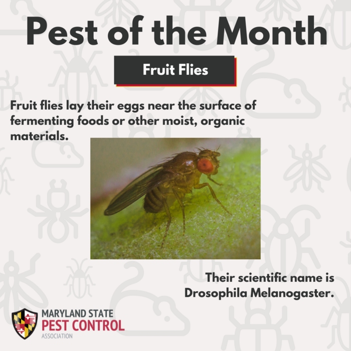 MSPCA  - August 2022 Pest of the Month Fruit Flies
