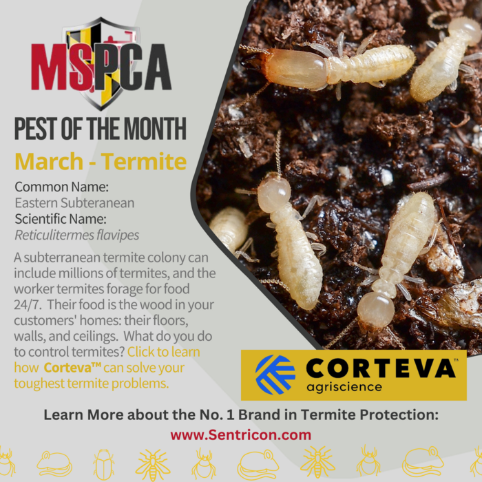 Pest Of The Month March Corteva