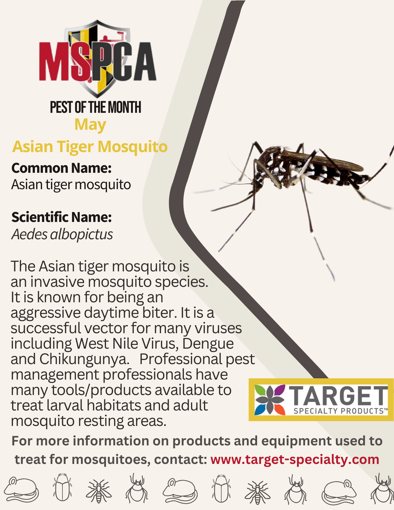 Asian Tiger Mosquito 