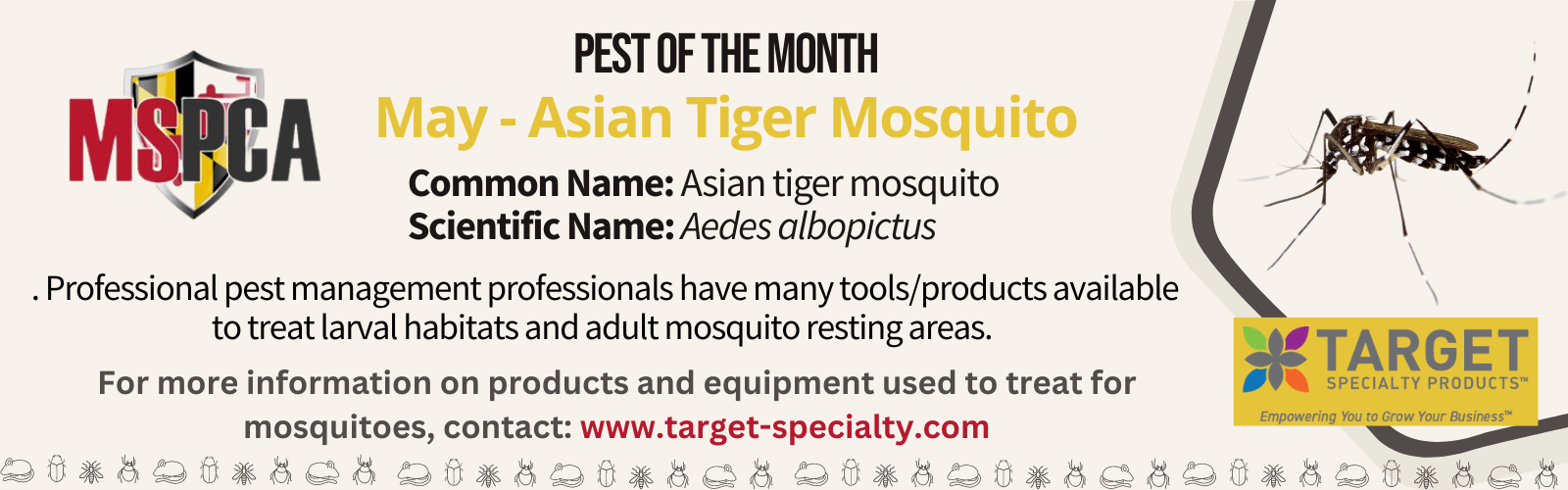 May Asian Tiger Mosquito