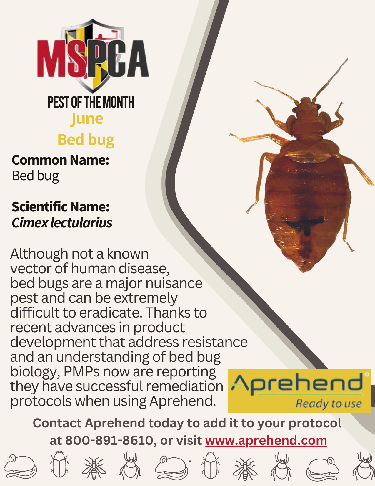 June Bed Bug Aprehend