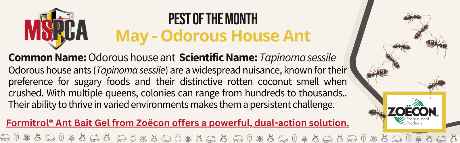 May POTM - Odorous house ant - Zoecon