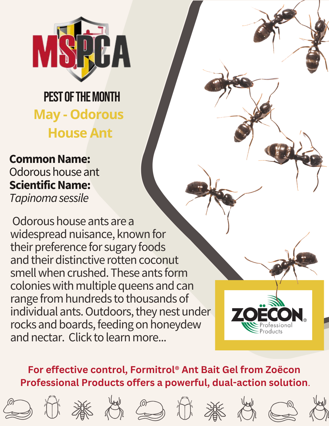 Odorous House Ants - May 2025 - Zoecon Rev Final