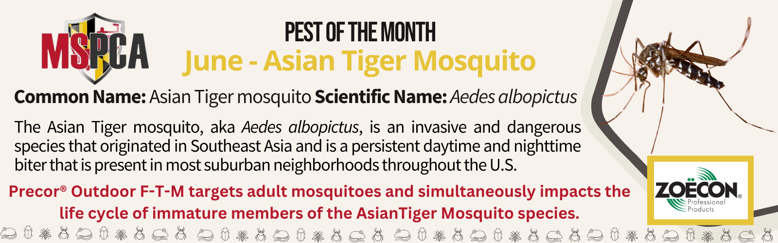 June POTM - Asian Tiger Mosquito CLS