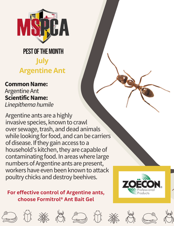 Argentine Ant