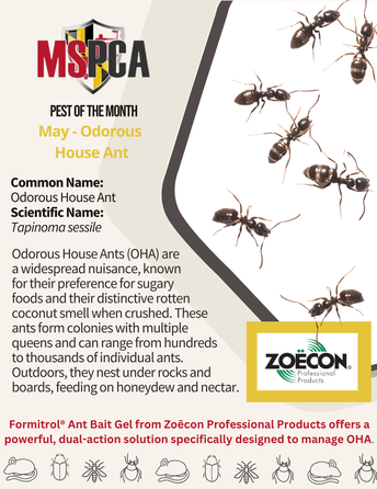 Odorous House Ants - Pest of the Month