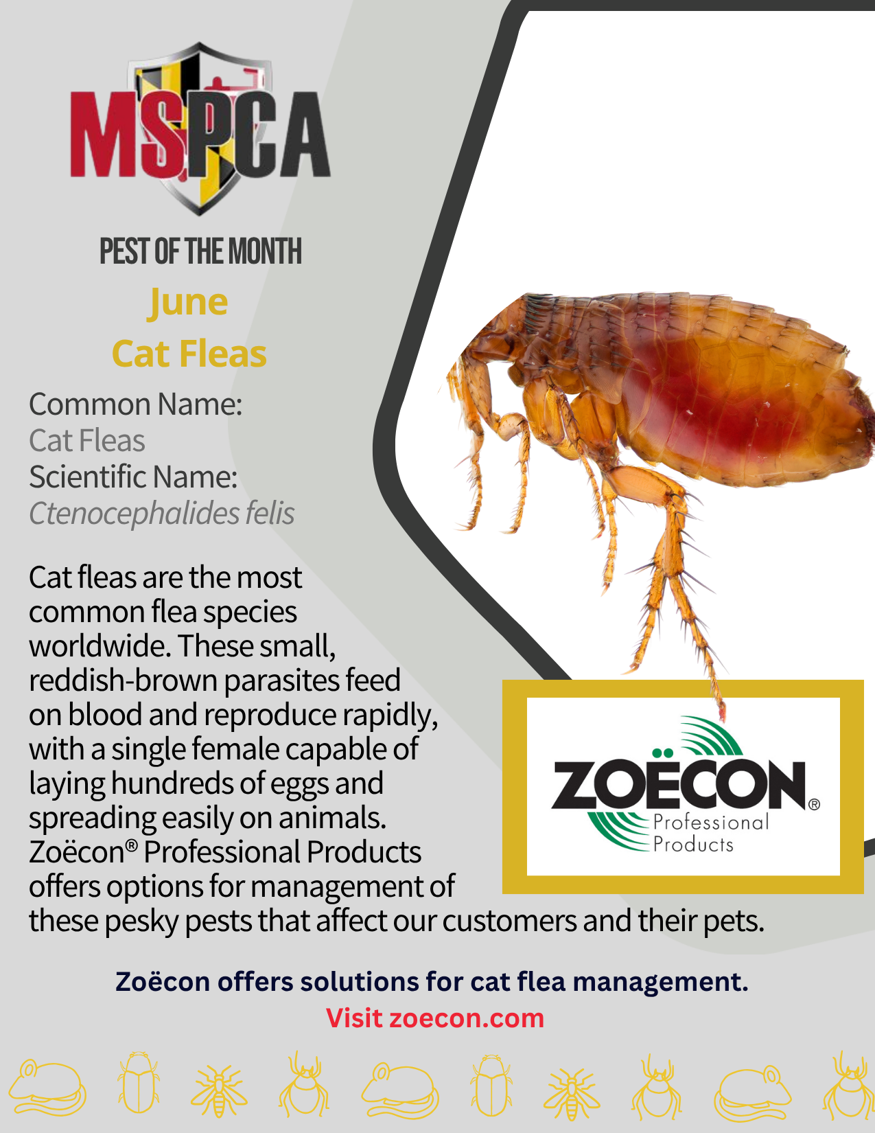 Pest of the Month - June 2026 - Cat Fleas