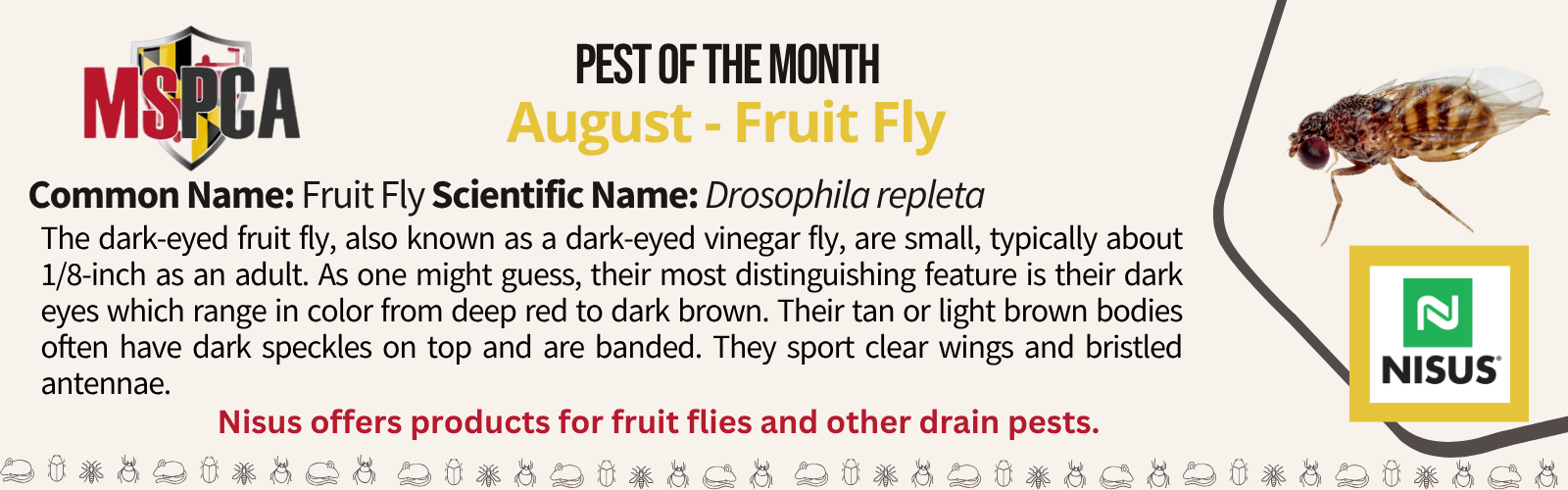 August Potm Fruit Fly Nisus