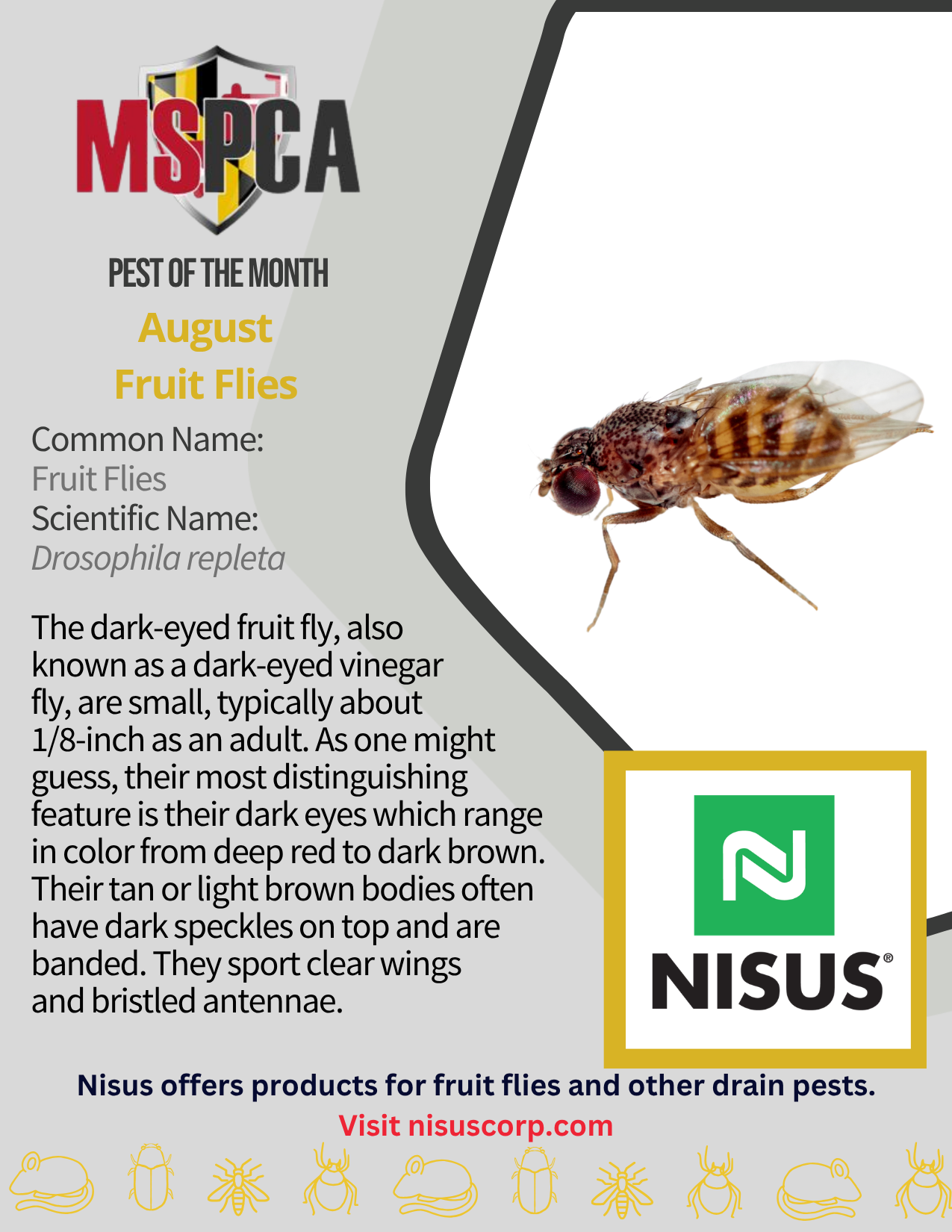 POTM August 2026 Fruit Fly Nisus POTM August 2026 Fruit Fly Nisus