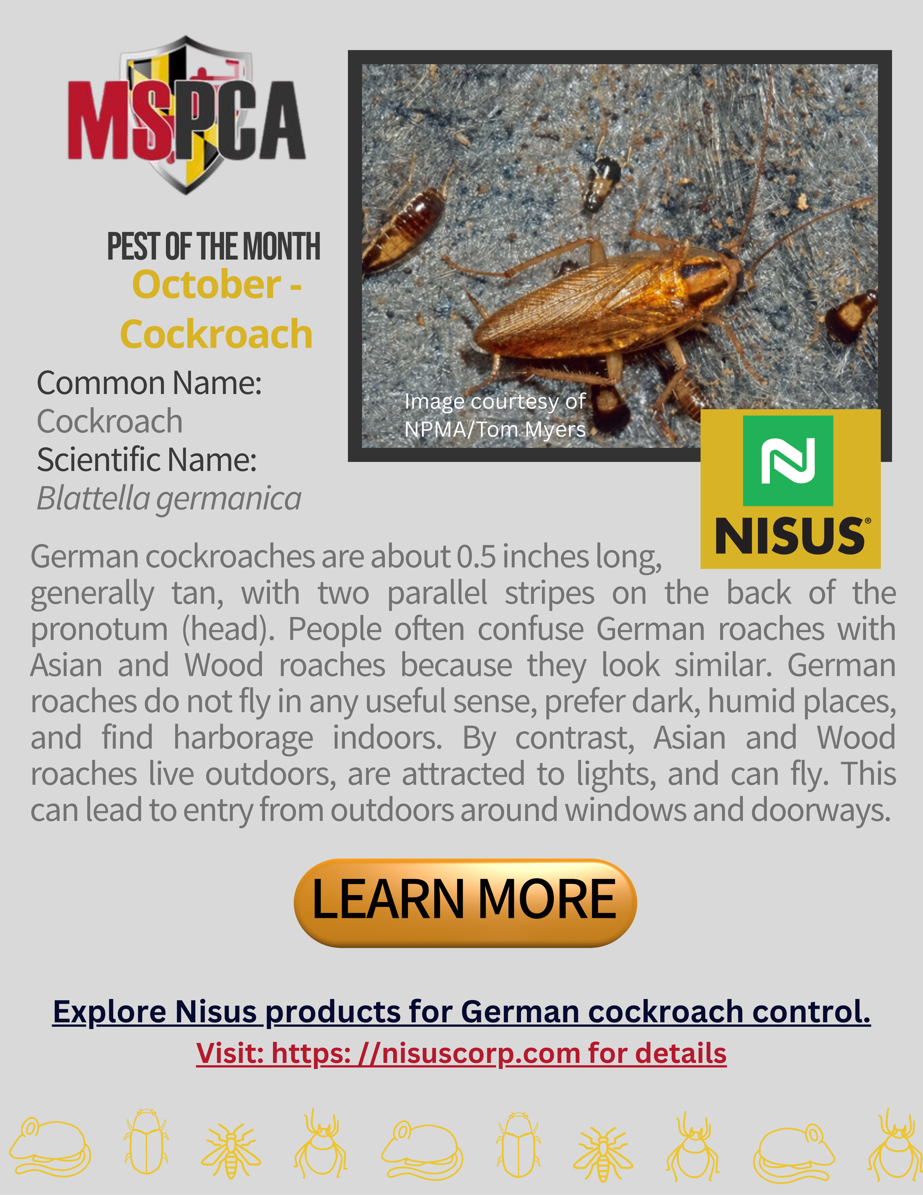 POTM October German Cockroach 